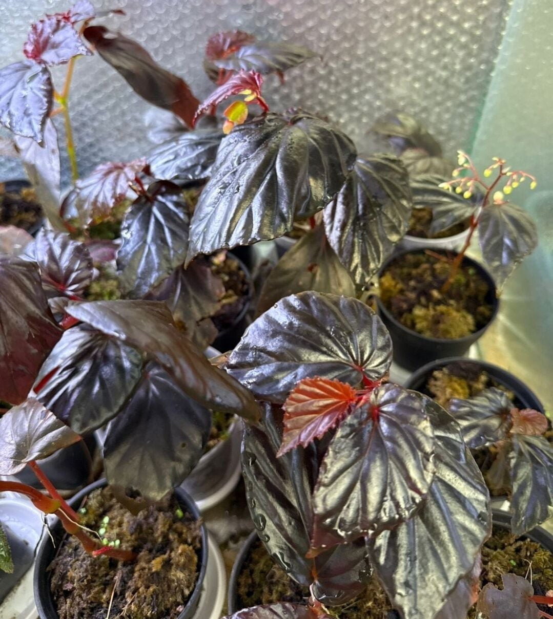 Begonia red kapuas İTHAL ADET