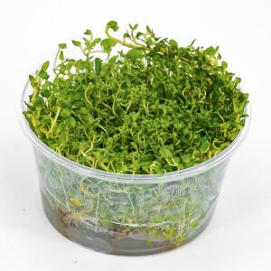 Lysimachia nummularia aurea IN VITRO CUP