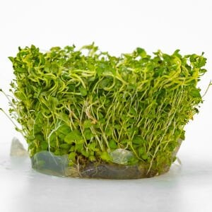 Lysimachia nummularia aurea IN VITRO CUP