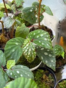 Begonia white tools İTHAL ADET