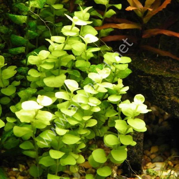 Lysimachia nummularia aurea IN VITRO CUP