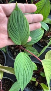 Homalomena red sumatra ADET ITHAL
