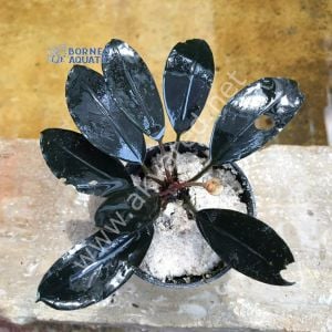 Bucephalandra maharani ADET