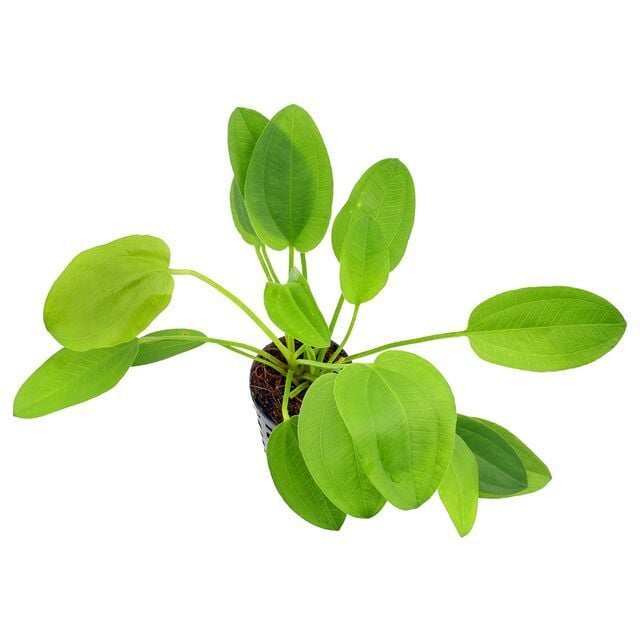 Echinodorus schlueteri ADET