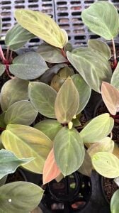 Homalomena sulawesi ADET ITHAL