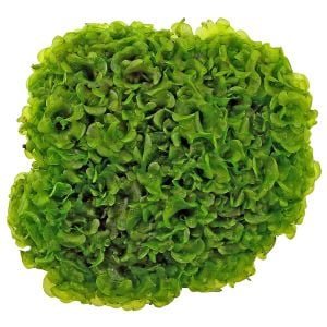 Lomariopsis lineata / Pellia Roundleaf Moss 5 gr - ÖN SİPARİŞ