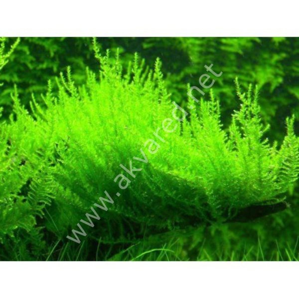 Vesicularia reticulata / Erect Moss 5 gr - ÖN SİPARİŞ