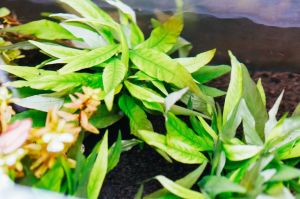 Hygrophila angustifolia rubra ADET