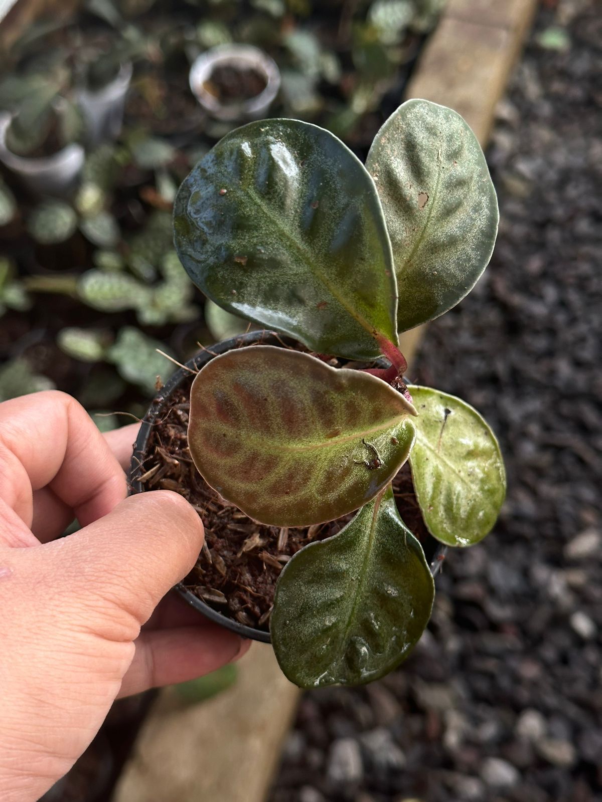 Labisia dimersa ADET ITHAL