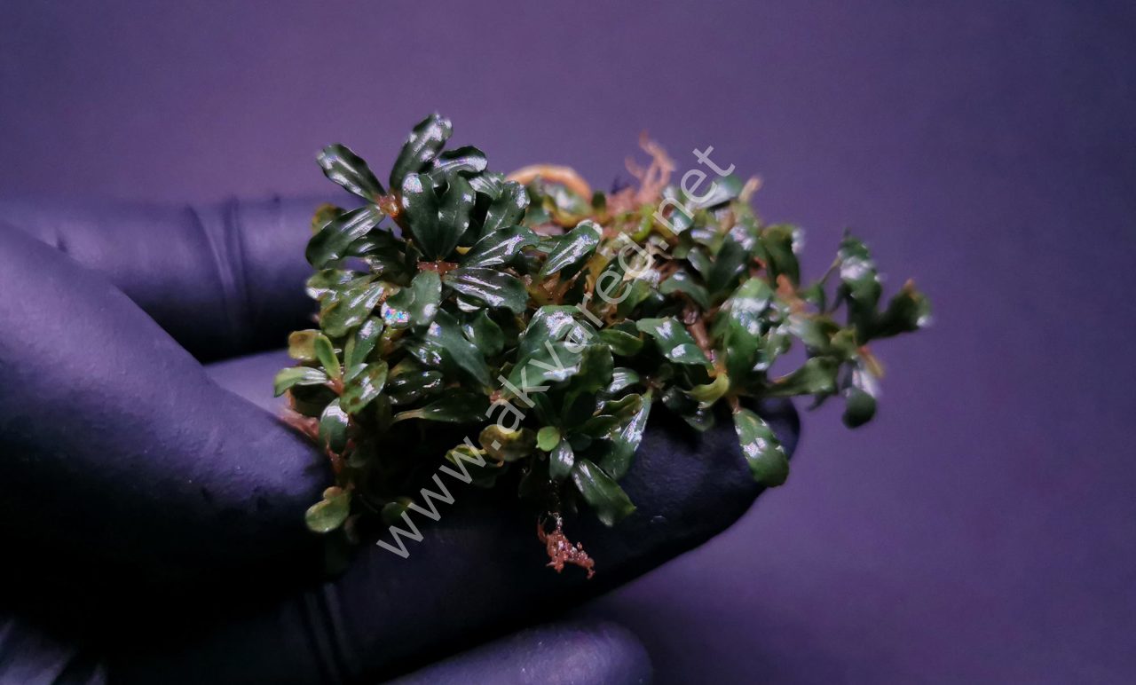 Bucephalandra silver aurora 10x10cm PORSIYON- ÖN SİPARİŞ