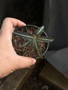 Labisia pink line ADET ITHAL