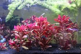 Alternanthera reineckii İTHAL BUKET