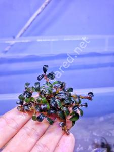Bucephalandra mini phantom 10X10 CM PORSİYON
