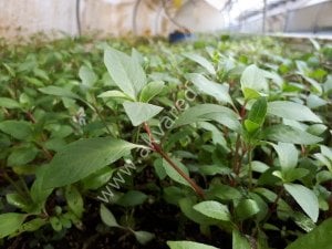 Karışık KOLAY 50 İthal Buket Bitki Paketi