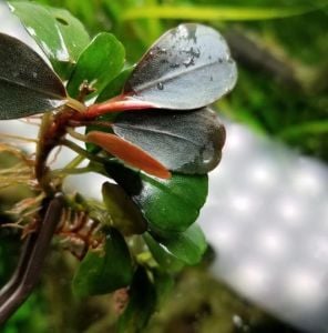 Bucephalandra melon 10x10cm PORSİYON