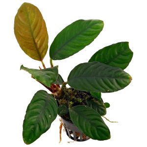 Anubias coffeefolia compact ADET - ÖN SİPARİŞ