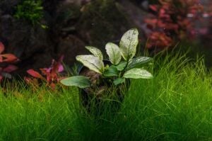 Anubias nana pinto mini leaf ADET - ÖN SİPARİŞ