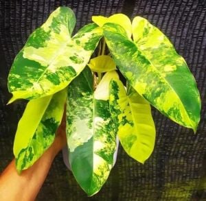 Philodendron burle marx variegated ADET ITHAL