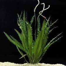 Aponogeton crispus İTHAL BUKET ÖN SİPARİŞ