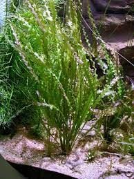 Aponogeton crispus İTHAL BUKET ÖN SİPARİŞ