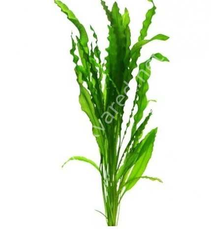 Aponogeton crispus İTHAL BUKET ÖN SİPARİŞ
