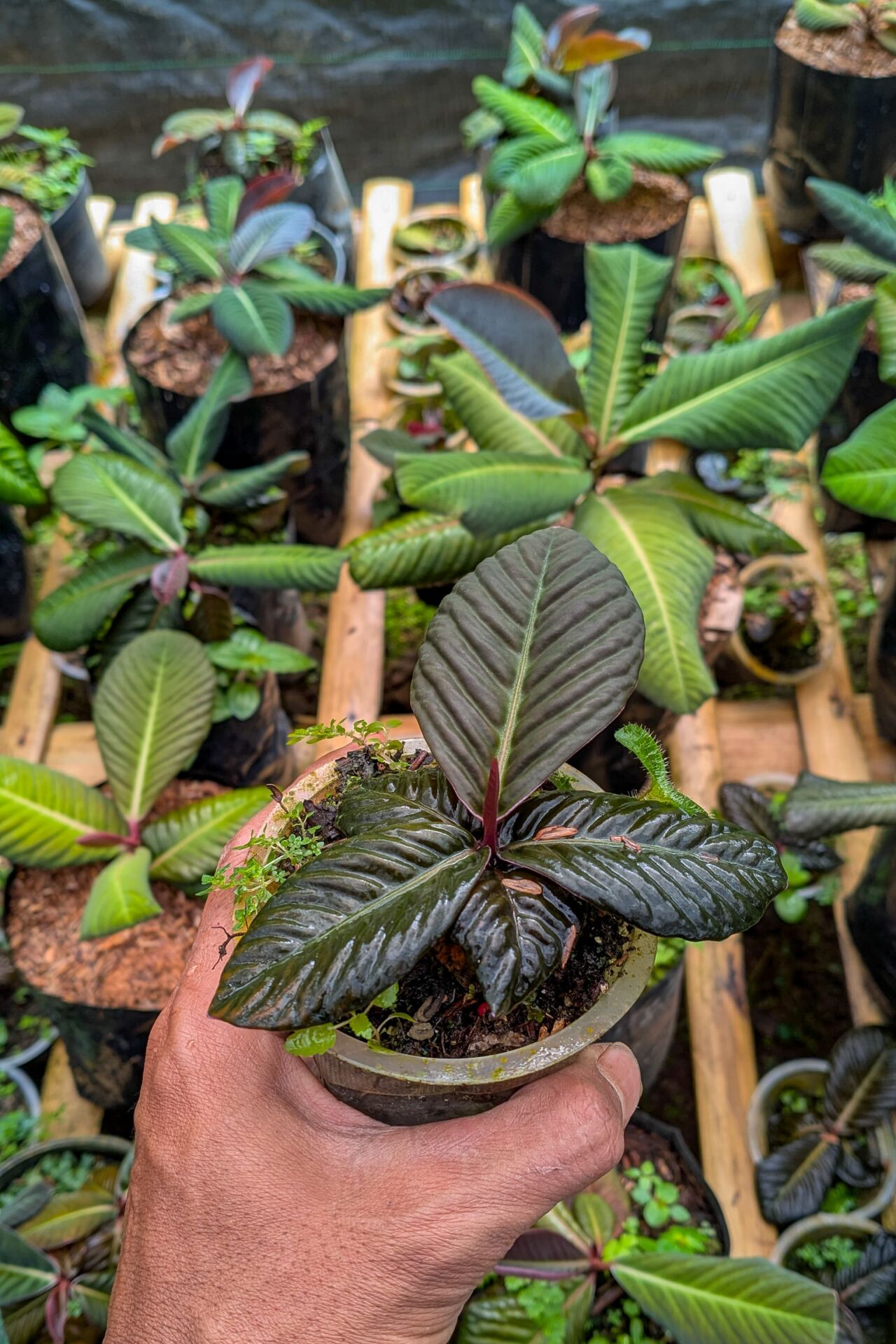 Labisia dark jangkang  ADET ITHAL