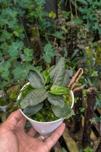 Schismatoglottis Sp. Mamasa ADET ITHAL