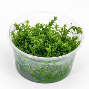 Gratiola viscidula IN VITRO CUP