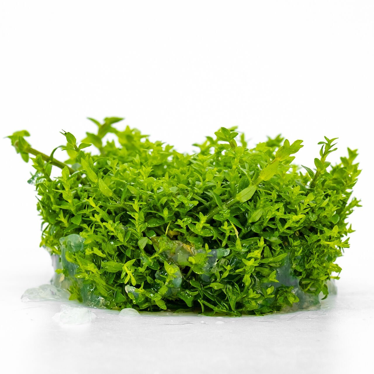 Gratiola viscidula IN VITRO CUP