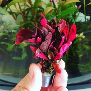 Alternanthera bettzickiana rainbow İTHAL BUKET