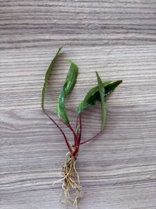 Homalomena sulawesi green ADET ITHAL