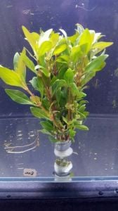 Alternanthera ocipus İTHAL BUKET