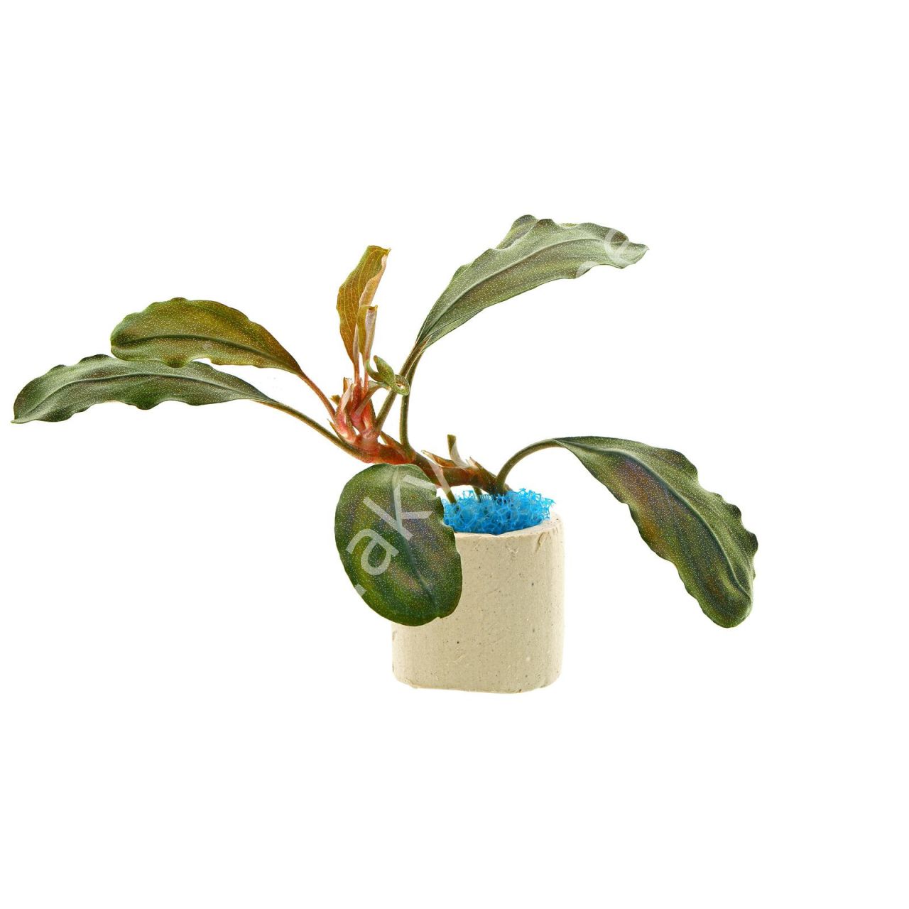Bucephalandra red theia ADET