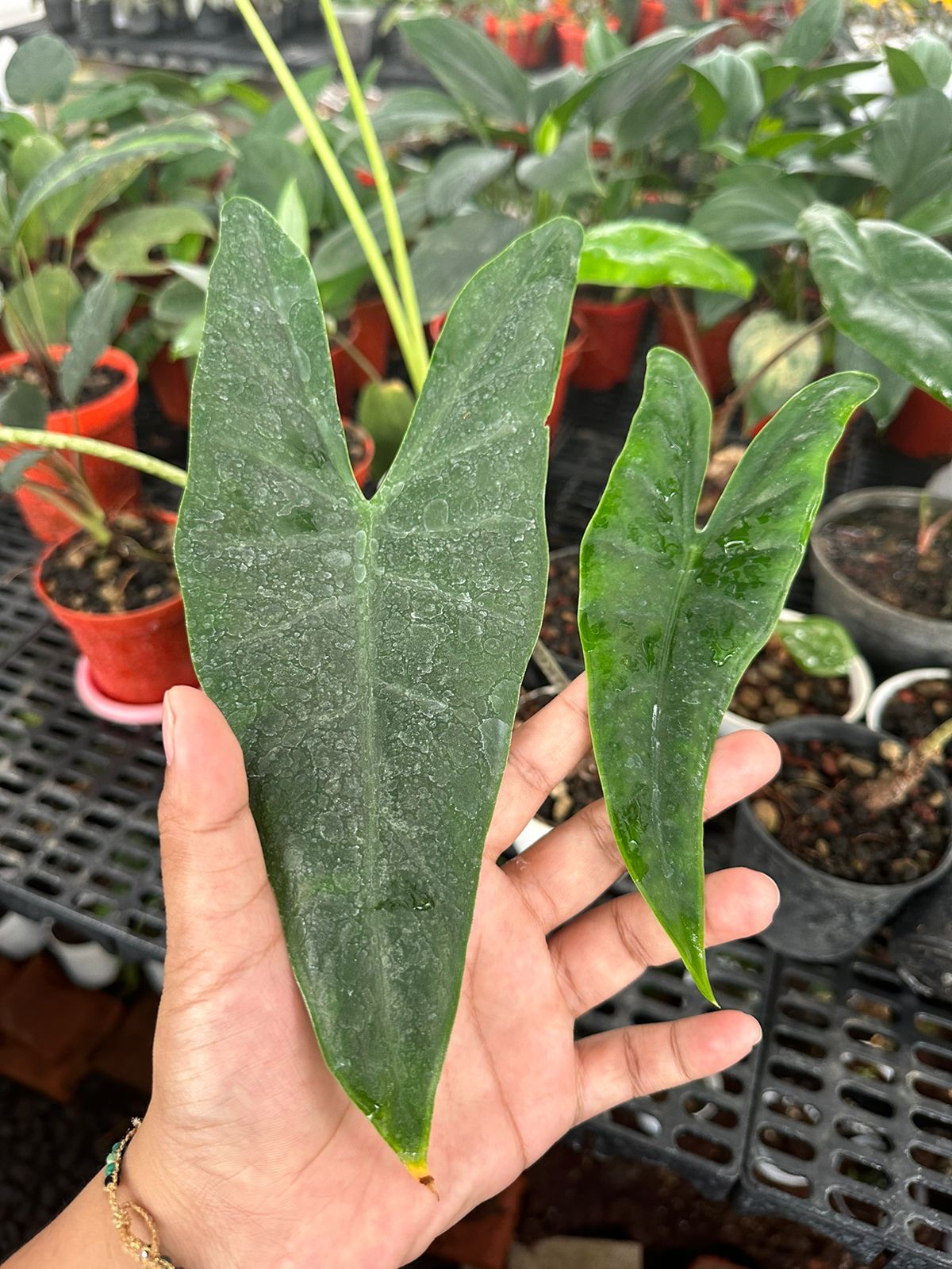 Alocasia sulawesi ADET ITHAL