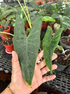 Alocasia sulawesi ADET ITHAL