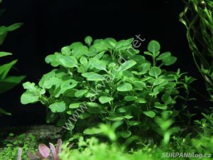 Lobelia cardinalis İTHAL BUKET