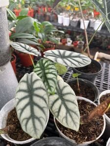 Alocasia silver dragon ADET ITHAL