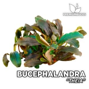 Bucephalandra theia 10X10 CM PORSİYON