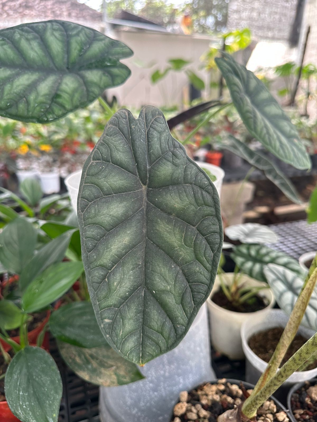 Alocasia dragon scale ADET ITHAL