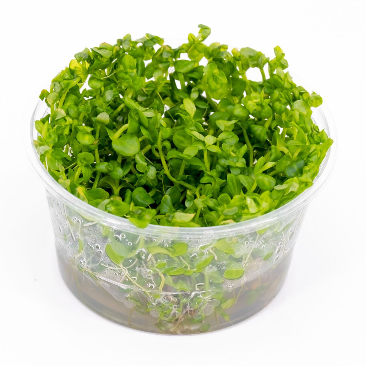 Lindernia rotundifolia aurea IN VITRO CUP