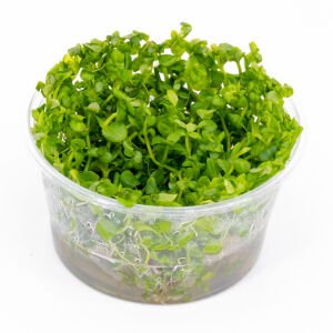 Lindernia rotundifolia aurea IN VITRO CUP