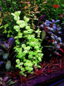 Lindernia rotundifolia aurea IN VITRO CUP