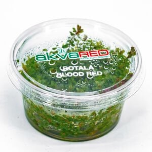 Rotala blood red IN VITRO CUP