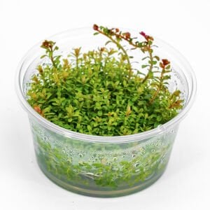 Rotala blood red IN VITRO CUP