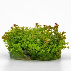 Rotala blood red IN VITRO CUP
