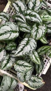 Scindapsus treubii ADET İTHAL