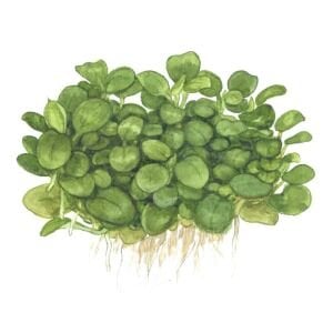 Tropica - Anubias barteri mini coin 1-2 Grow!