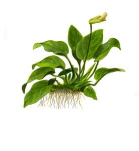 Tropica - Anubias barteri nana 1-2 Grow!