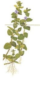 Tropica - Bacopa caroliniana 1-2 Grow!