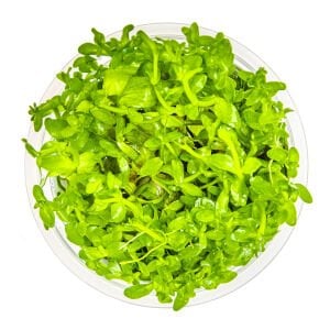 Tropica - Bacopa caroliniana 1-2 Grow!